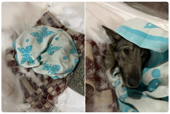 Если бы она могла кричать... 😱🙏