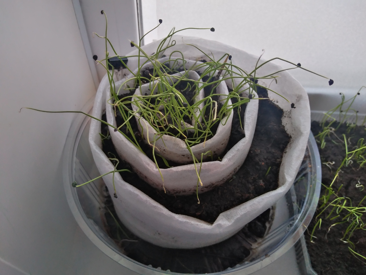 Моя улитка. Корни с таким способом,  запутаны по минимум. 