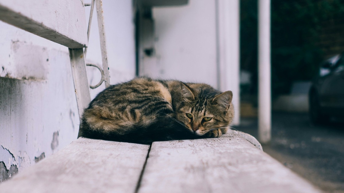    Новые правила во Владимирской области касаются оценки поведения безнадзорных собак и кошек