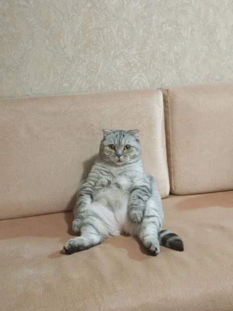 Это рассказ о том, как одна испуганная кошачья душа снова научилась доверять.