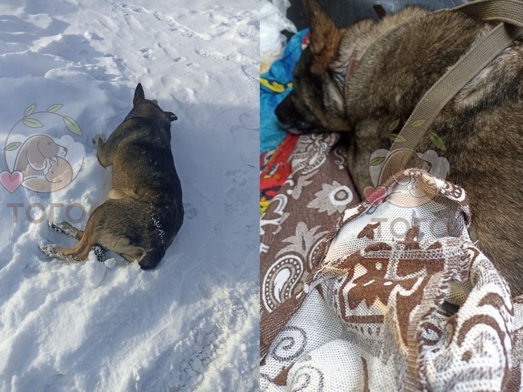     Фото: АНКО «Приют для Животных «Того» города Челябинска