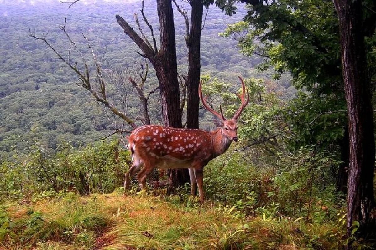    Чтобы уберечь сёла Приморья от тигров, планируют разводить оленей