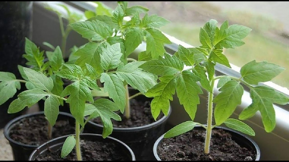 Яндекс. Картинки