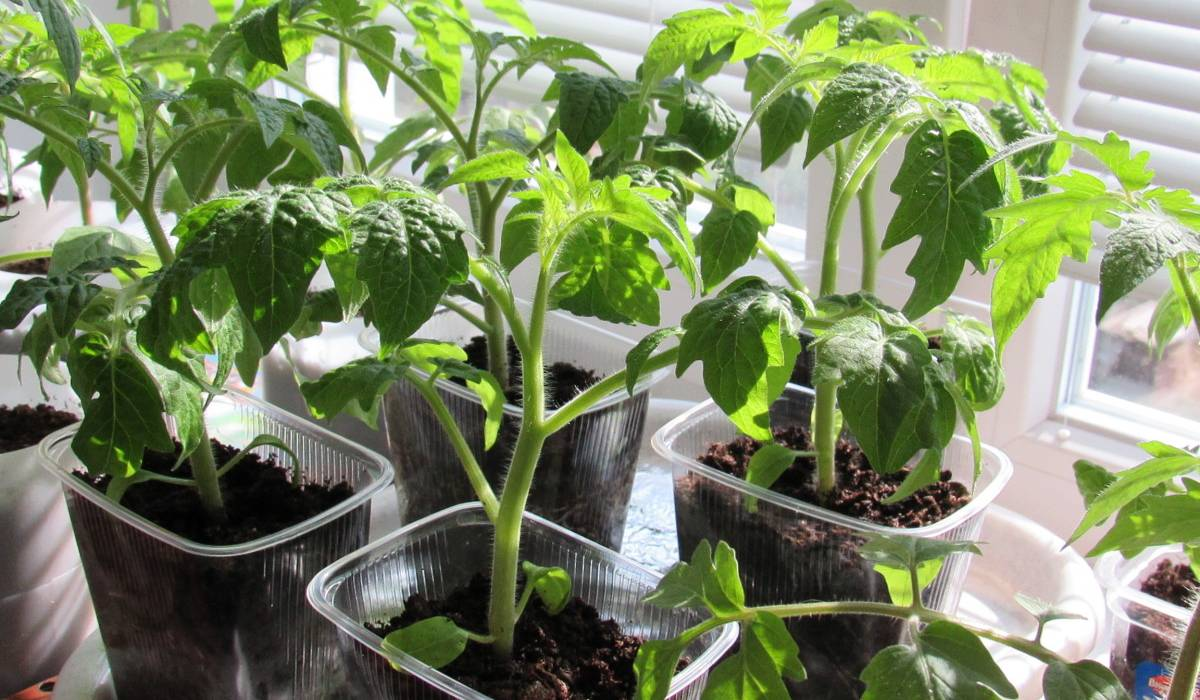 Яндекс. Картинки