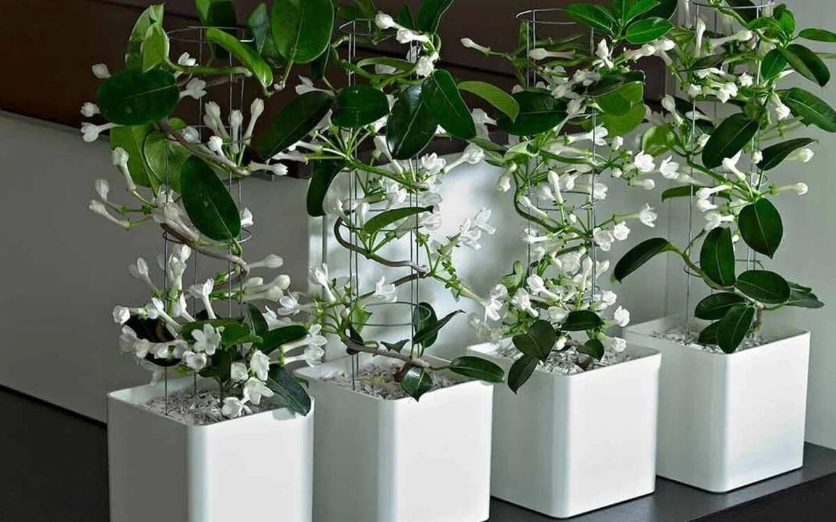 Фотография из интернета