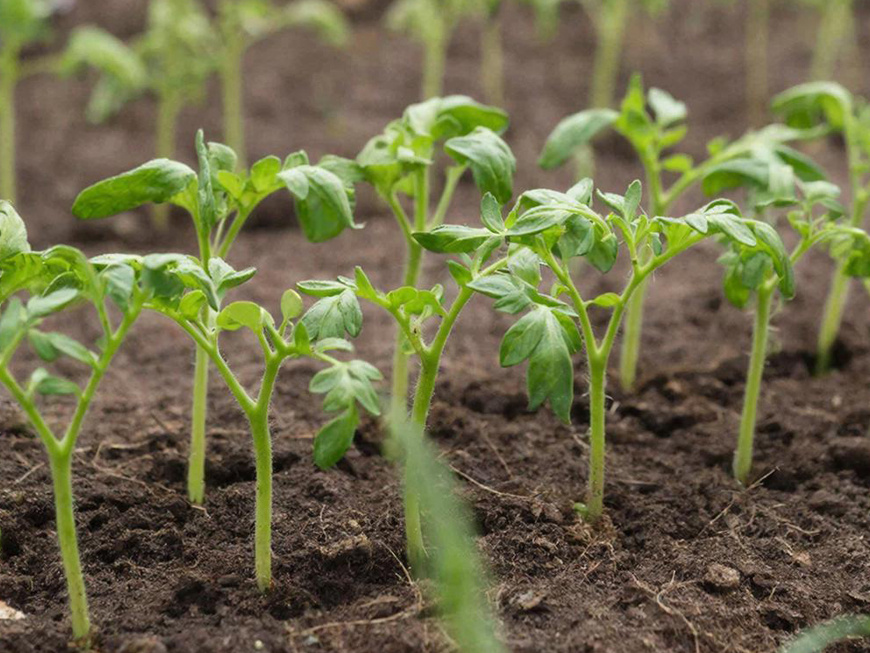 Фото сгенерировано ИИ с помощью @gigachat_bot