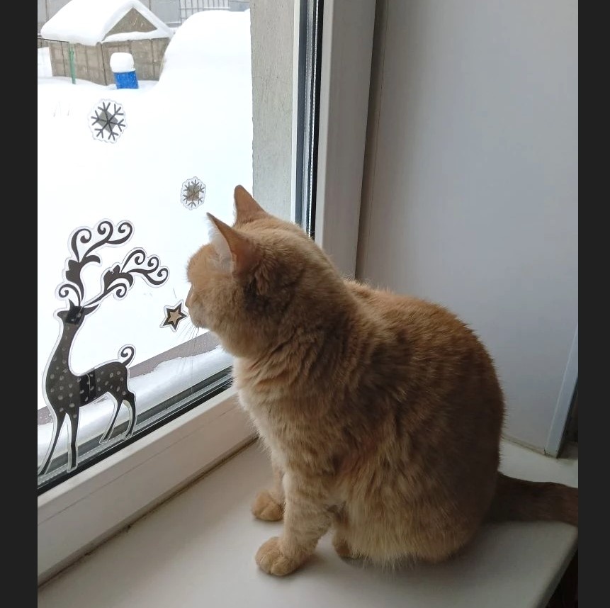 Рис.1. Кот на окошке