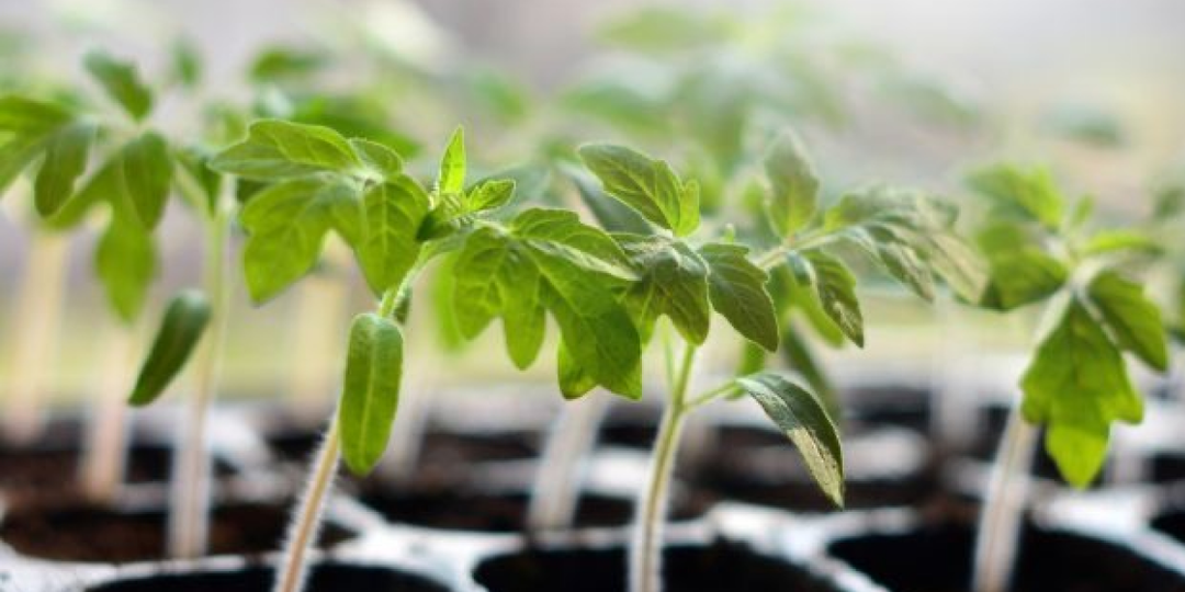 Паутинный клещ на рассаде: почему профилактику нужно начинать, не дожидаясь «паутины»