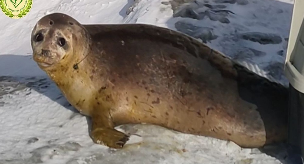 На Сахалине спасли заблудившегося тюленя непонятного вида