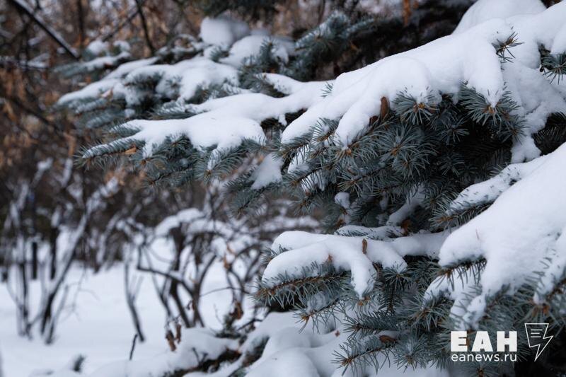    ЕАН. Зимний лес