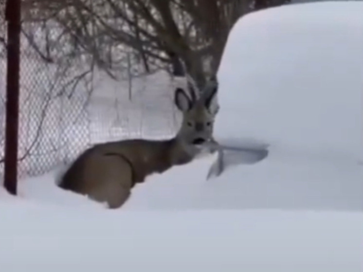     Фото: скрин видео с канала в ВК "Калугаоблохоты"