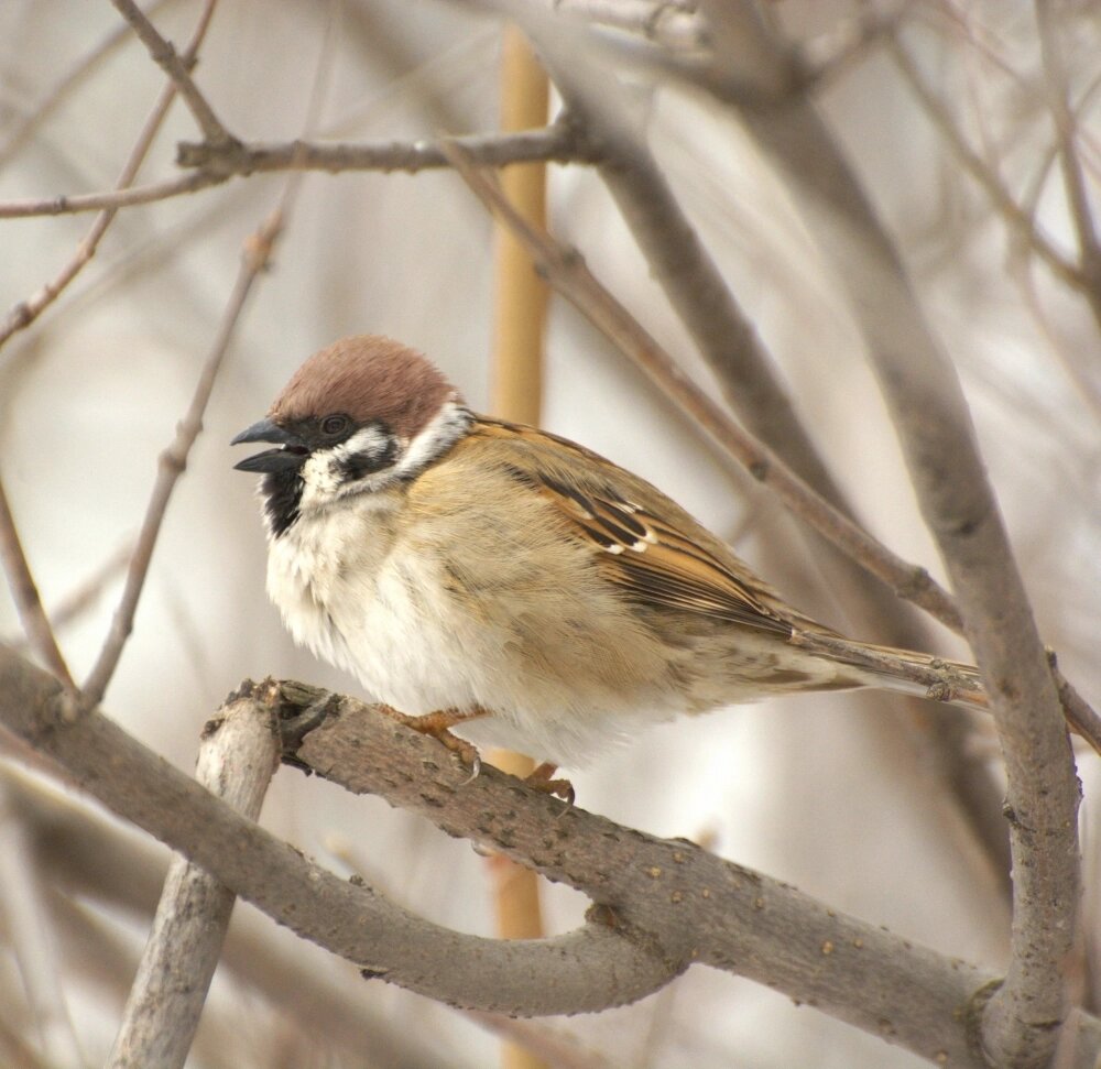    В Перми происходит перераспределение полевых и домовых воробьёв. Фото: Из личного архивa/ Роман Харин