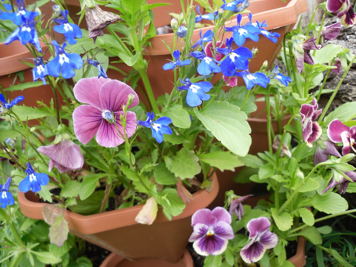    Анютины глазки могут расти и в цветниках, и в горшках, и соло, и в сочетаниях с другими растениями. Фото автора