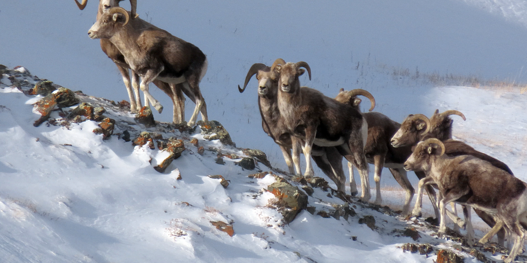 Как зимуют алтайские горные бараны аргали: новости с хребта Сайлюгем