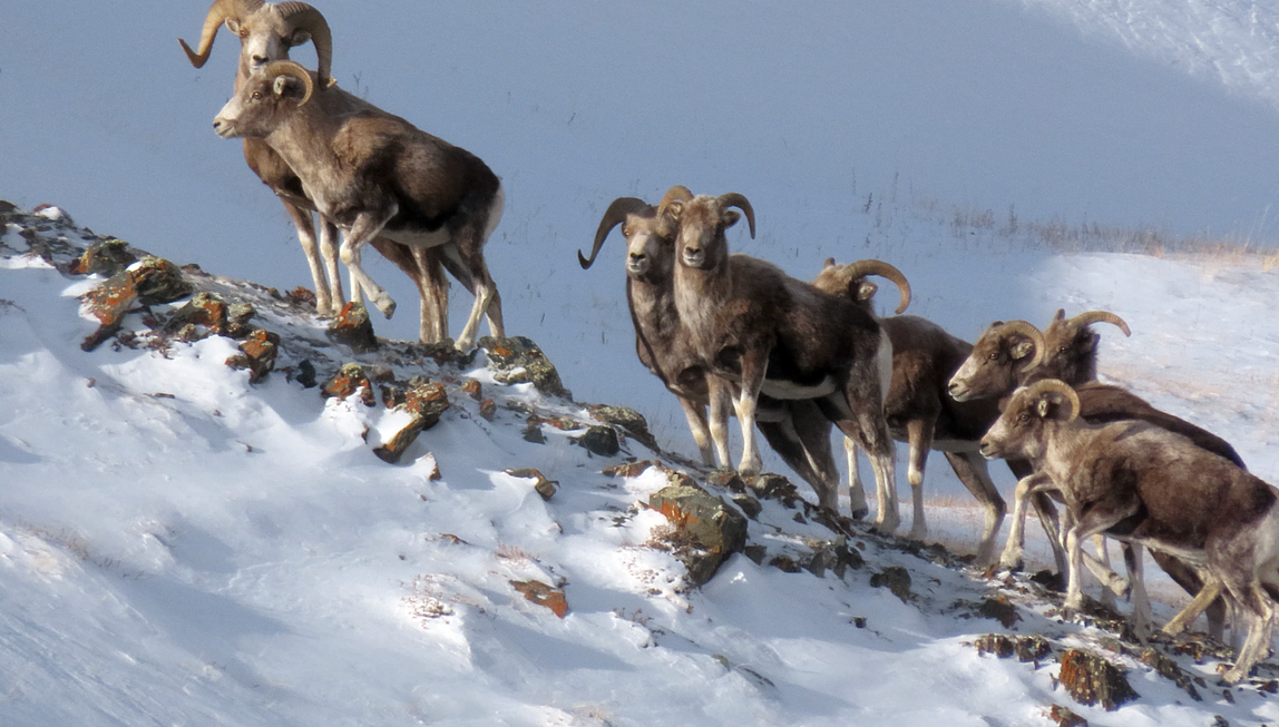 Все фото к данной публикации сделаны Иваном Усановым во время одиночной экспедиции в Сайлюгемском национальном парке Республики Алтай в конце декабря 2025 г.