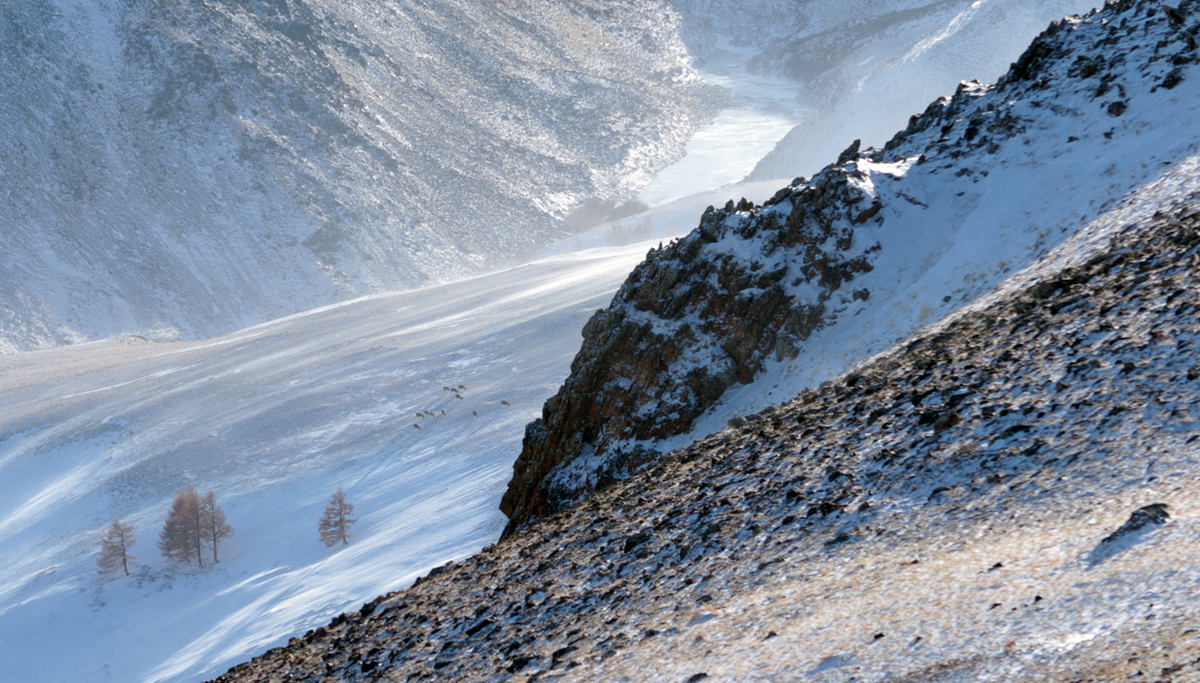 Стадо архаров (аргали) на открытом ветрам склоне в снежной поземке.