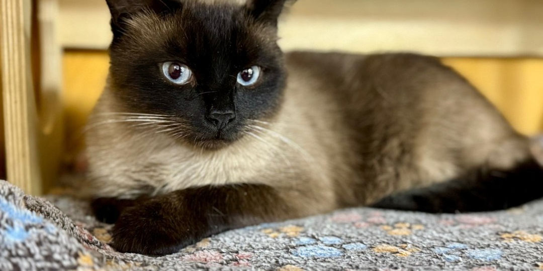 Небольшой анонсик