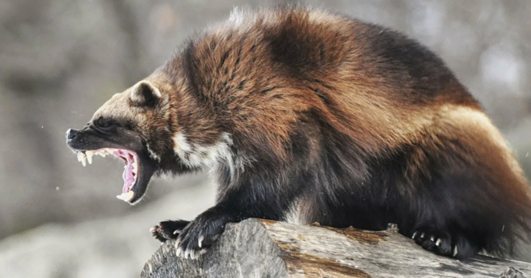 Северный братец медоеда)))