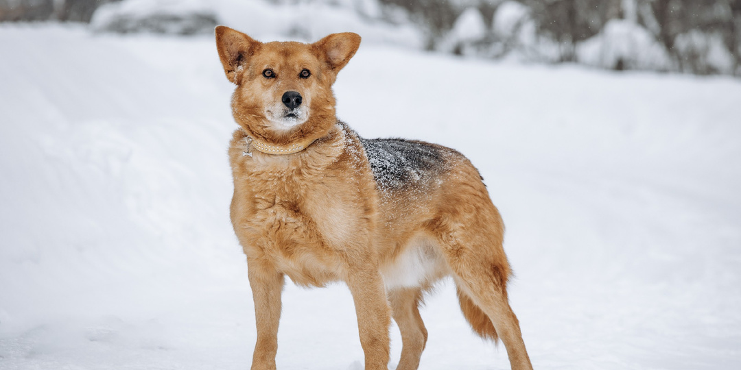 Собака из приюта ищет дом!