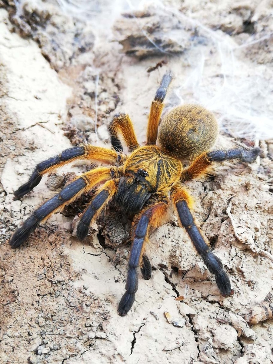 "ну потерял я одну ногу, ну с кем не бывает!"