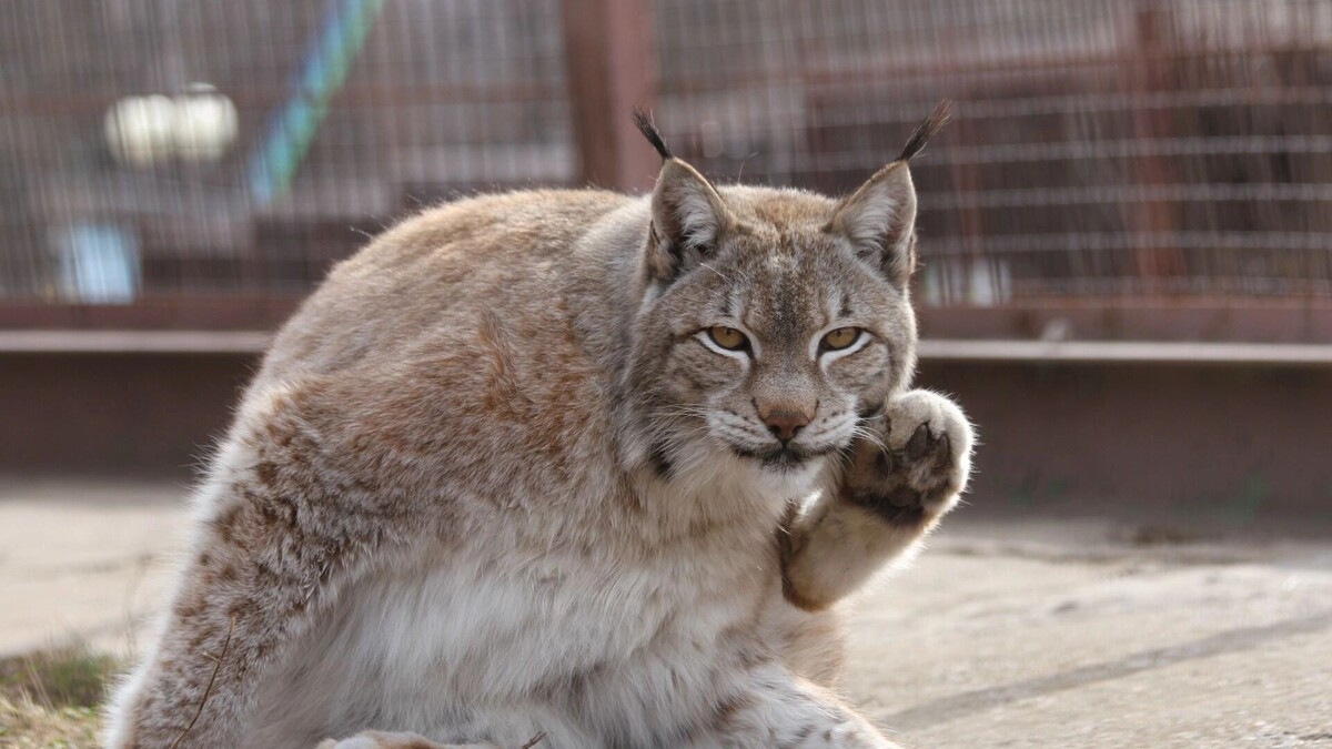   vk.com/Зоопарк Удмуртии