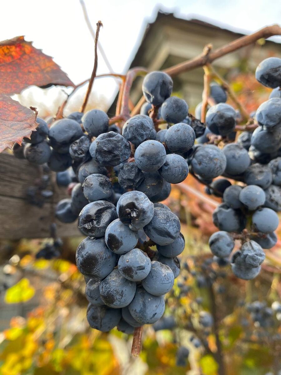 Закалённый и живучий – настоящий дальневосточник!