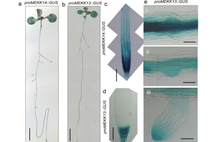    Фото: Leibniz Institute of Plant Genetics and Crop Plant Research