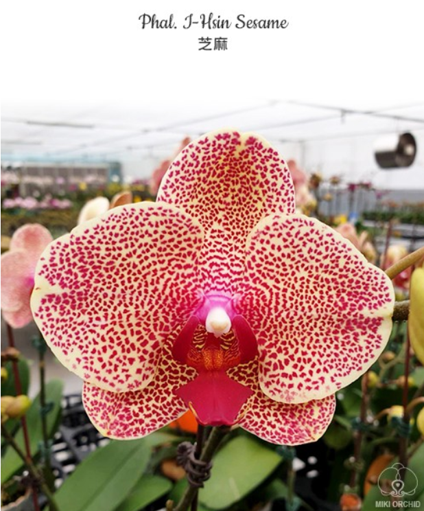 Заявленное цветение от садовника орхидеи фаленопсиса Сезам / Phalaenopsis Sesame