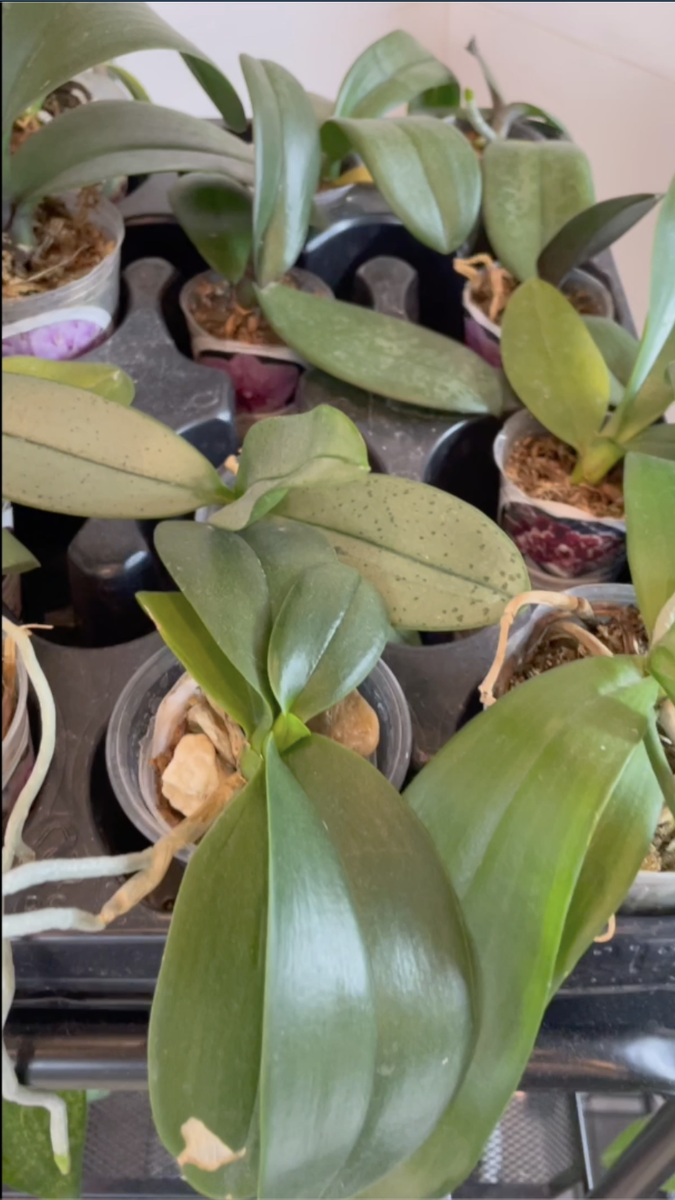 Орхидейная рассада - орзидеи в размере 1,7 и 2,5 дюймов. Орхидеи С Еленой Кузнецовой