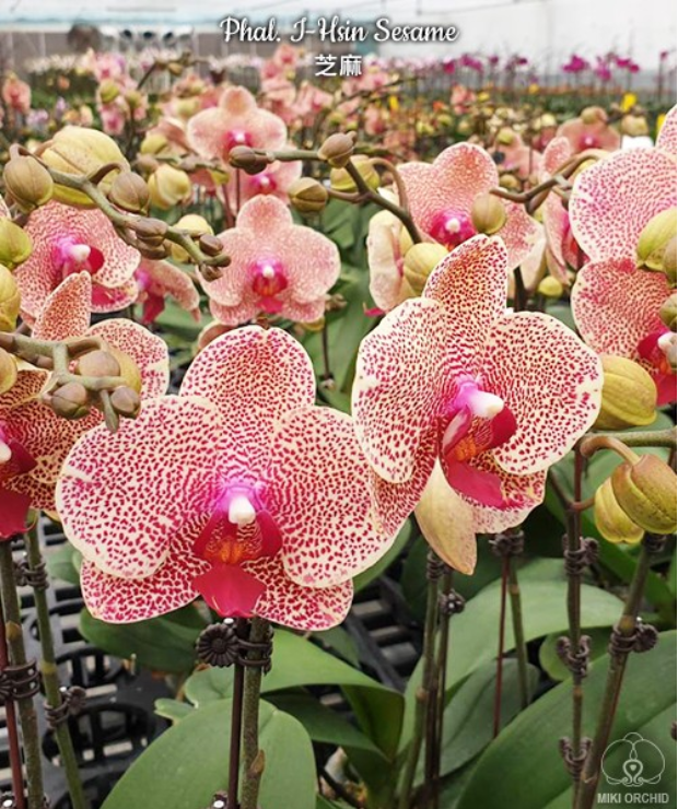 Заявленное цветение от садовника орхидеи фаленопсиса Сезам / Phalaenopsis Sesame