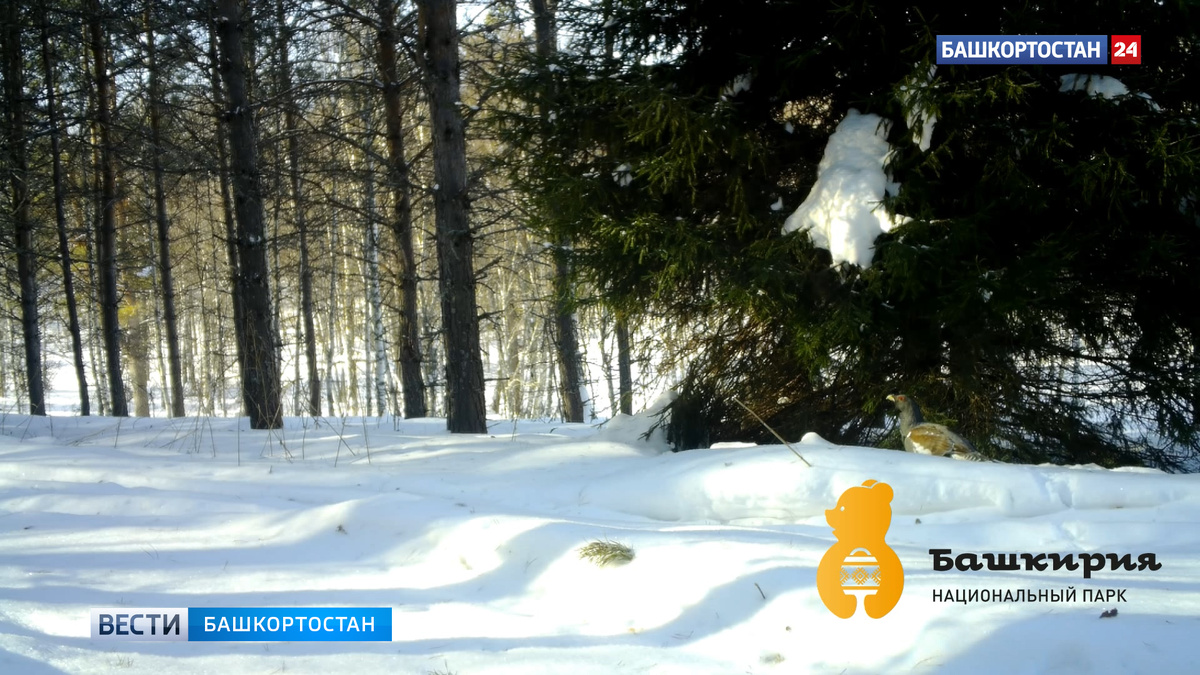    Неспешная прогулка глухаря попала в объектив фотоловушки в Башкортостане