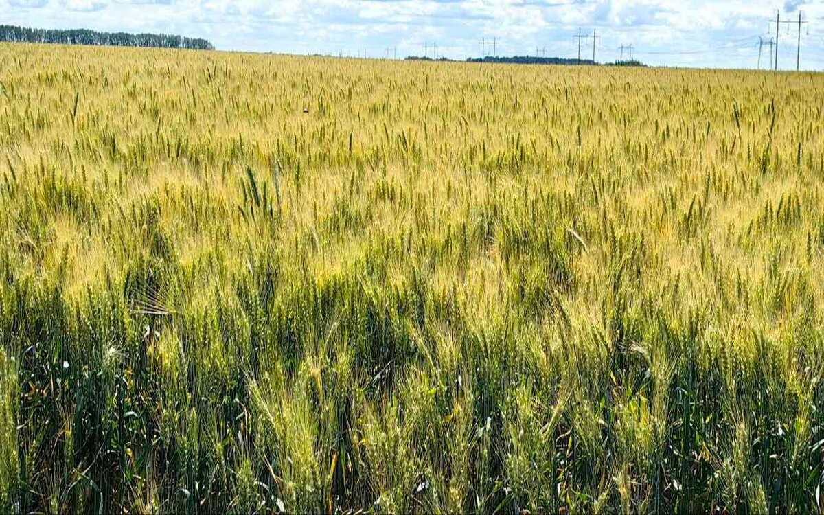    Воронежская область в 2025 году произвела продукции АПК почти на 1 трлн рублей фото: Министерство сельского хозяйства Воронежской области