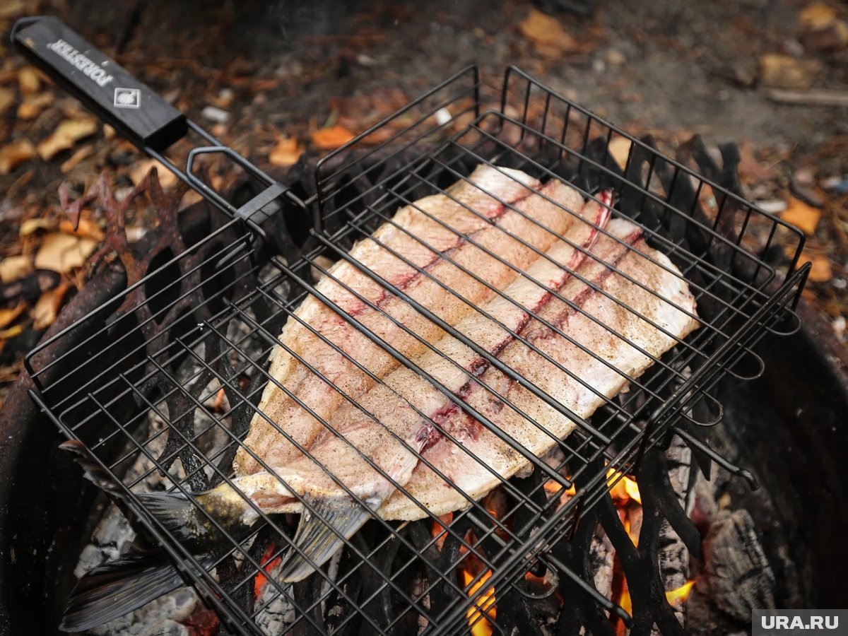     В районе села Метелева у язя обнаруживают до 17–120 личинок в одной рыбе