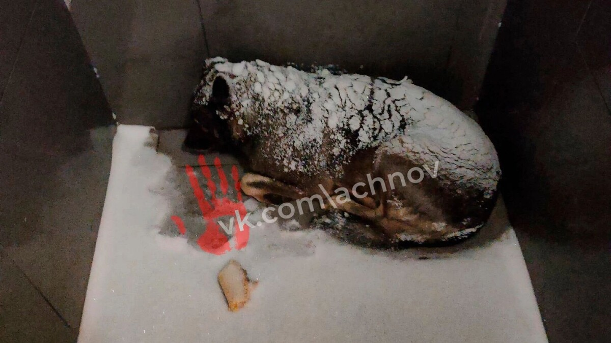 Фото: «Агентство чрезвычайных новостей Челябинска», https://vk.com/achnov