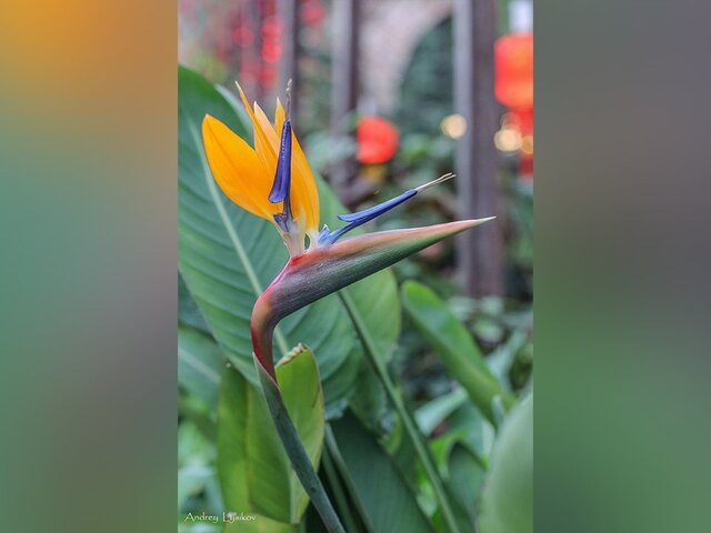    Фото: телеграм-канал "Аптекарский огород МГУ"