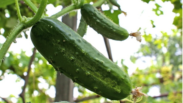 Первый огурец 10 июня — результат исправления трех ошибок