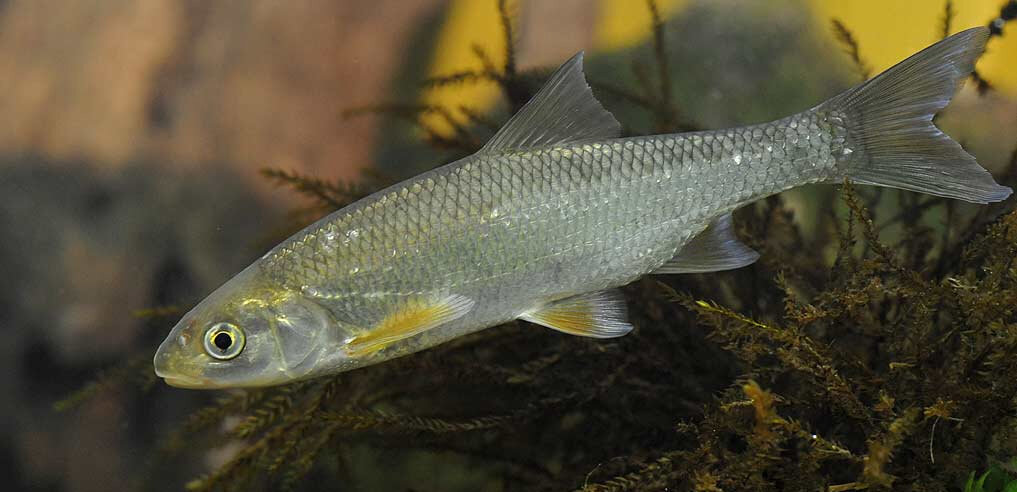 Обыкновенный елец 