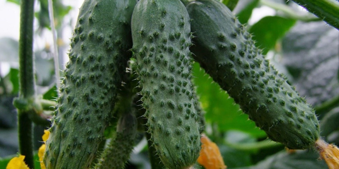 Сажаю 5 гибридов огурцов 3 сезона подряд. Ни одного пустоцвета