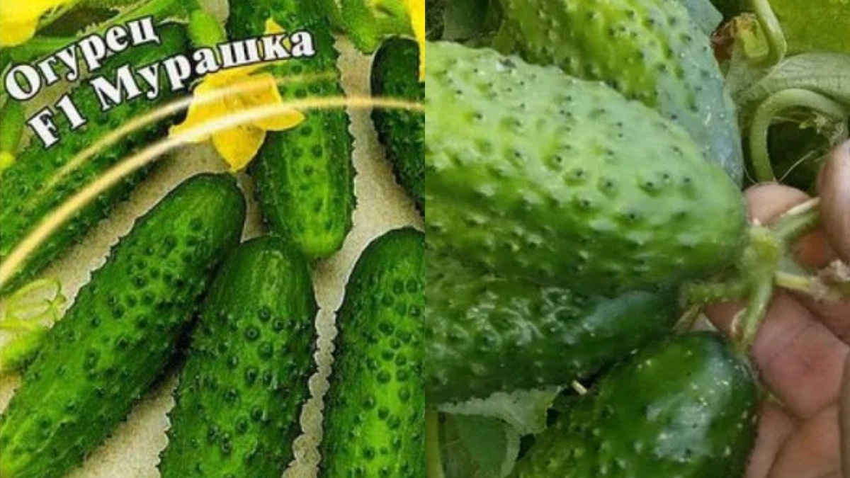 Мурашка F1 — среднеранний крепыш с крупными бугорками. 