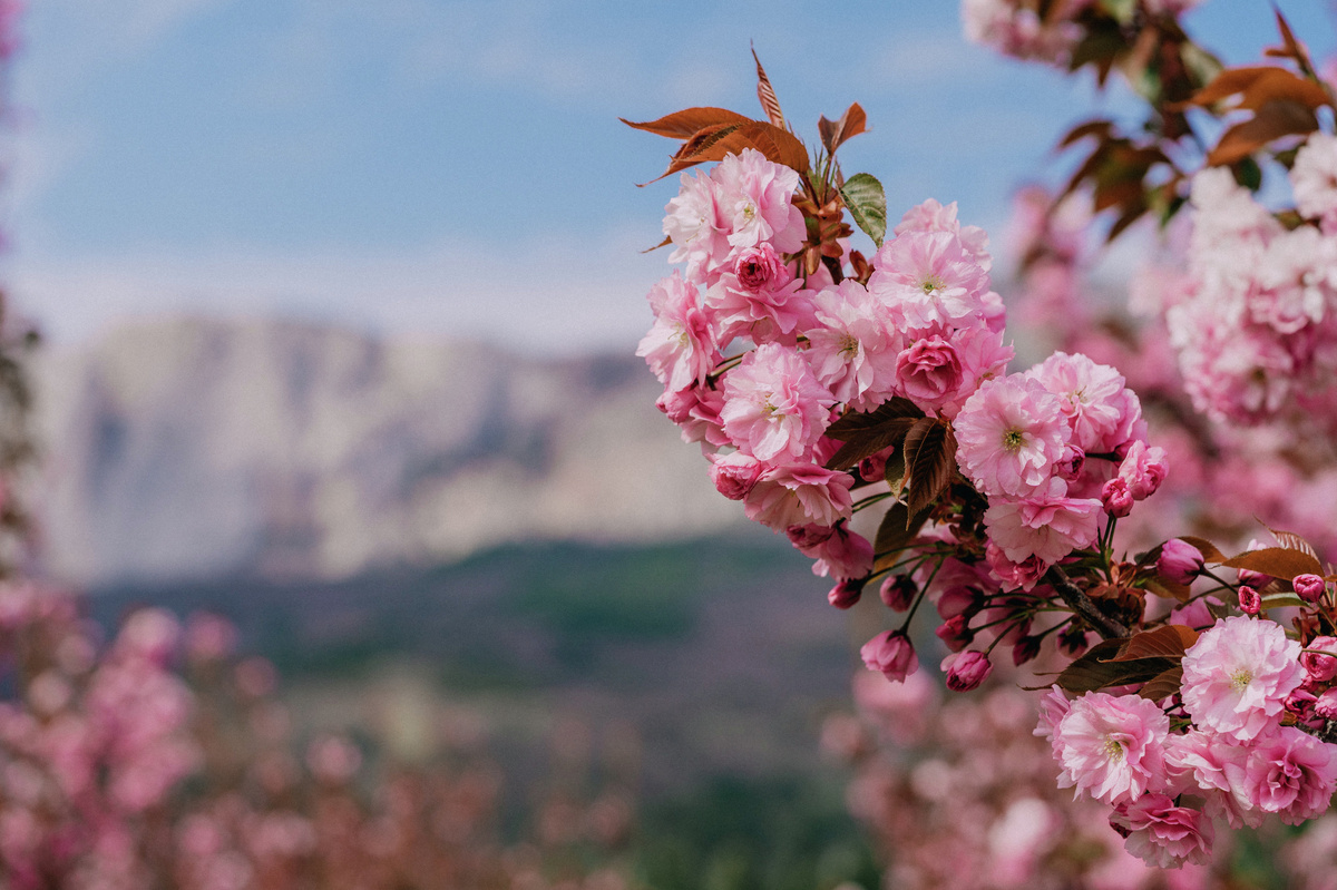 Сакура в Ялте
Фото предоставлено курортом «Мрия»