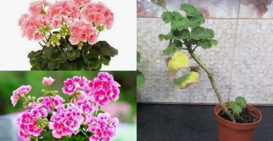 Каждый март я беру ножницы, обрезаю герань почти «под ноль» — и через месяц получаю пышную шапку, как с картинки.