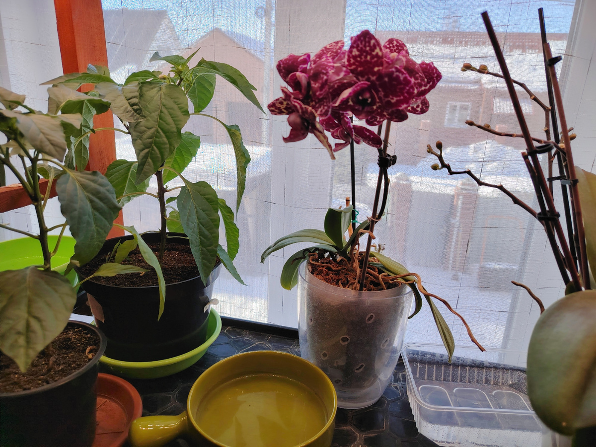 Емкости с водой рядом с цветами для увлажнения воздуха