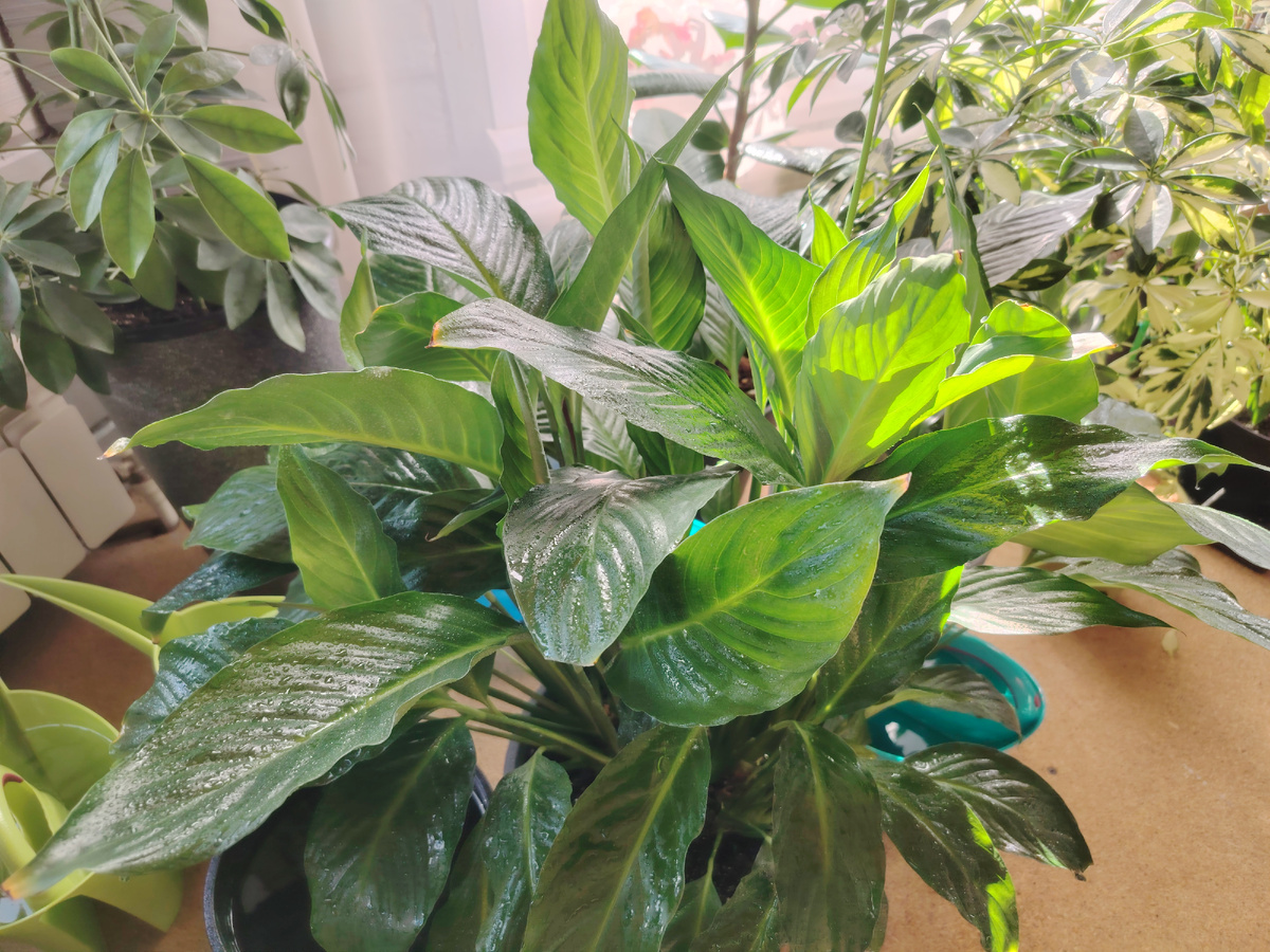 Опрыскиваем комнатные растения или носим в душ