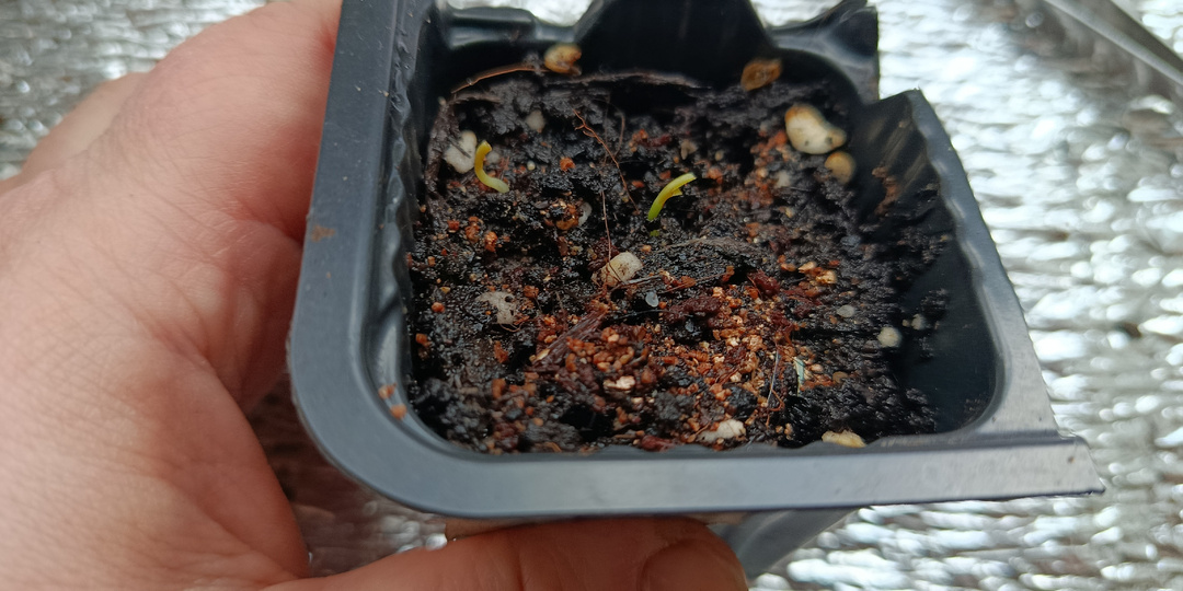 Условия для всходов семян перца (мои, сезон 2026 года)