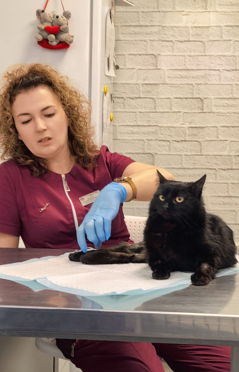 Ветеринар-хирург Золотых Татьяна Алексеевна с золотыми руками. Фамилия говорящая, что называется. Спасибо за подробный расска, как ухаживать за Черничкой. Фото из архива автора