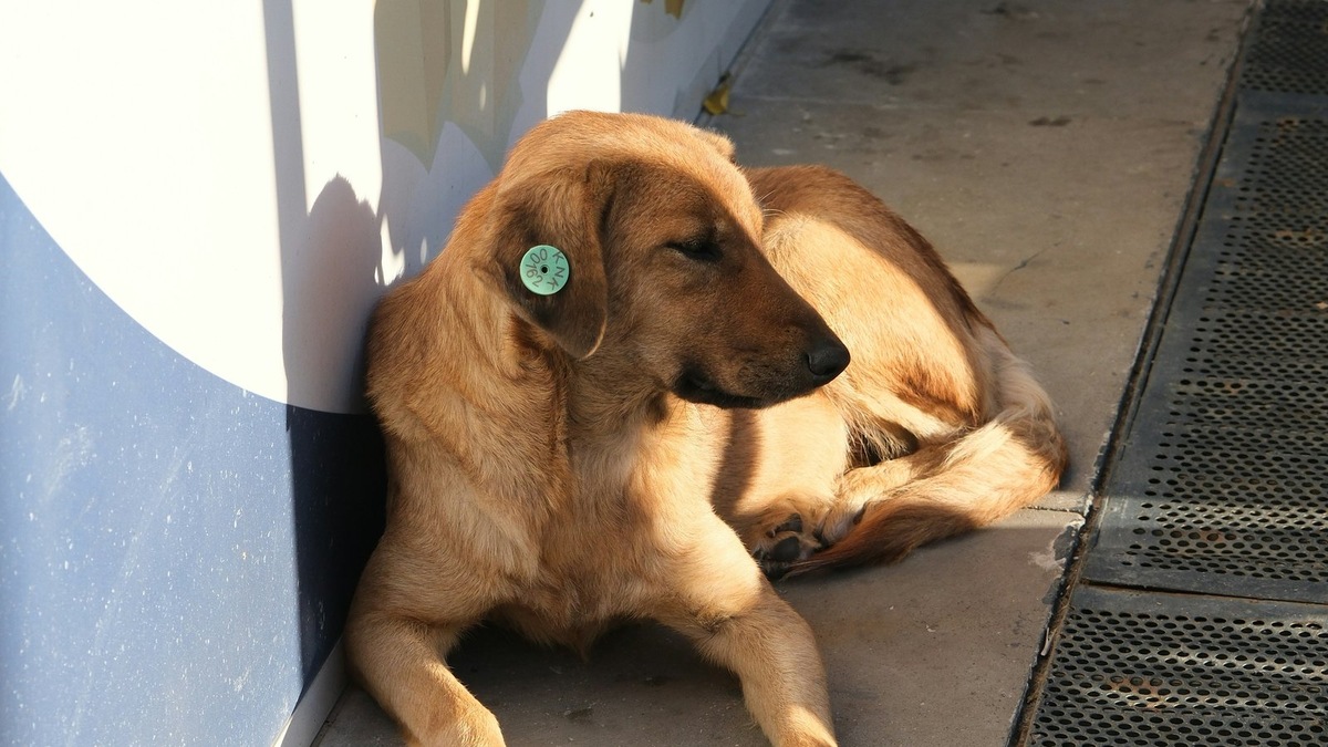    Гражданская активность томичей в защиту животных набирает обороты