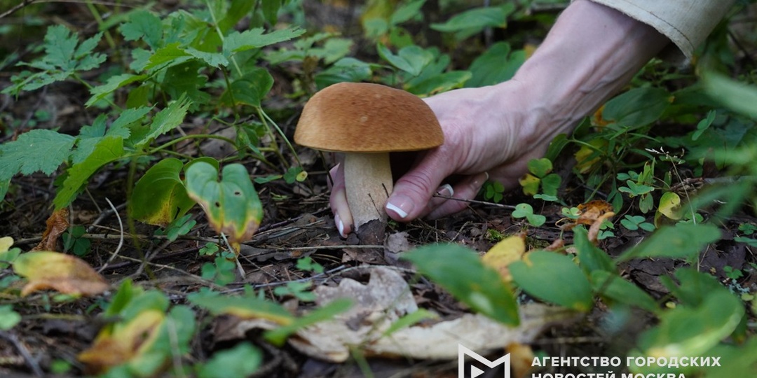 Мособлдума планирует рассмотреть в марте штрафы за сбор краснокнижных грибов