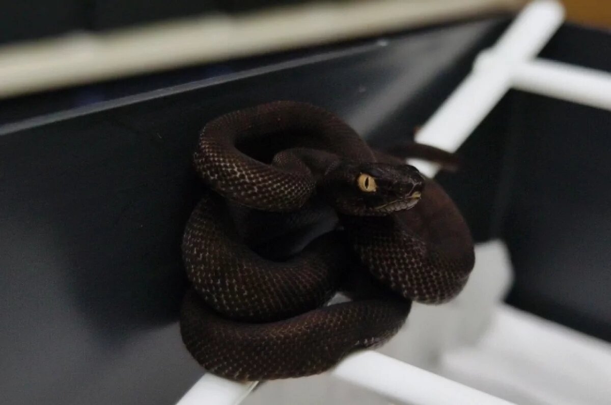    В старом здании Тульского экзотариума вылупились змеёныши токарийской куфии