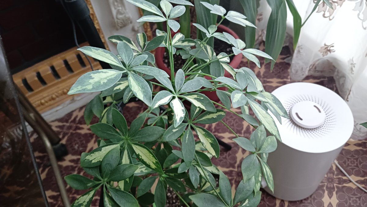 Шефлера Герда 