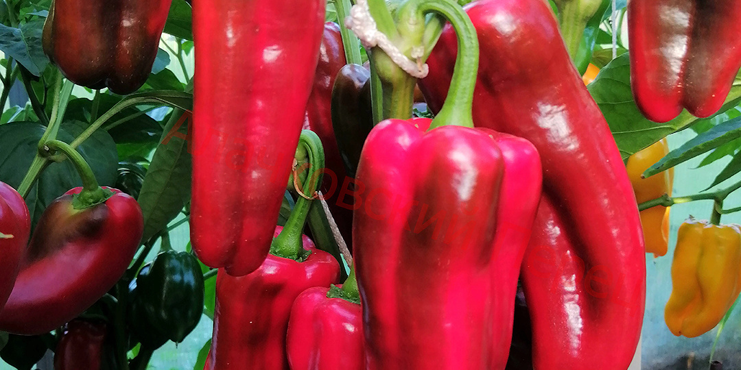 Перцы. Повторение - мать учения. Часть 2.